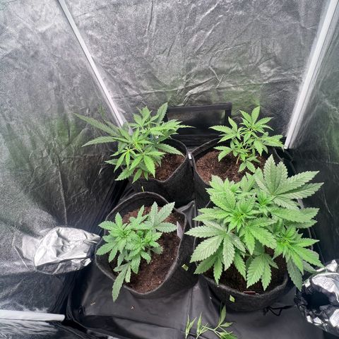 Sour diesel zamnesia  growlog timeline photo