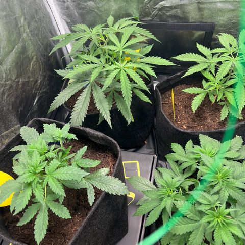 Sour diesel zamnesia  growlog timeline photo