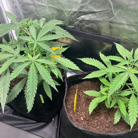 Gelato zamnesia growlog timeline photo