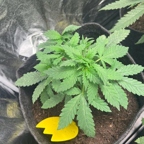 Sour diesel zamnesia  growlog timeline photo
