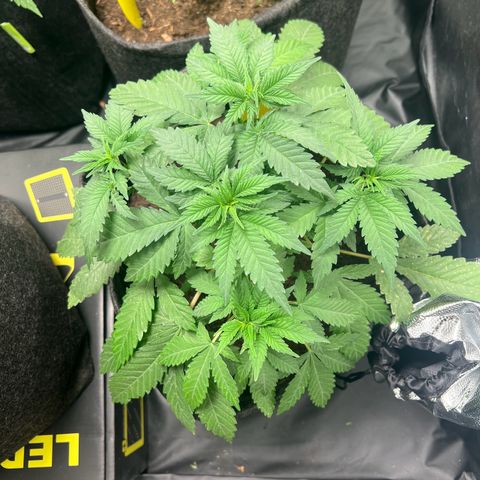 Runtz zamnesia  growlog timeline photo