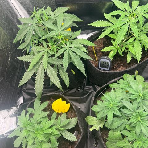Sour diesel zamnesia  growlog timeline photo