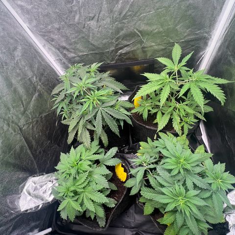 Sour diesel zamnesia  growlog timeline photo