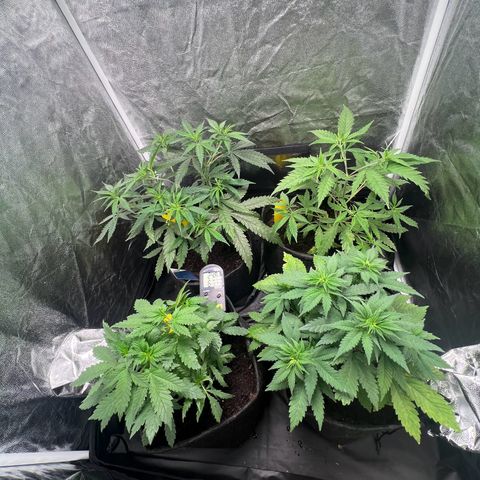Sour diesel zamnesia  growlog timeline photo