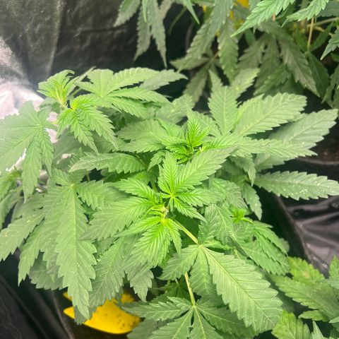 Sour diesel zamnesia  growlog timeline photo