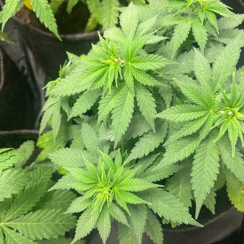 Runtz zamnesia  growlog timeline photo