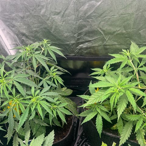 Gelato zamnesia growlog timeline photo