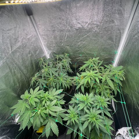 Sour diesel zamnesia  growlog timeline photo