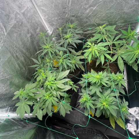 Sour diesel zamnesia  growlog timeline photo