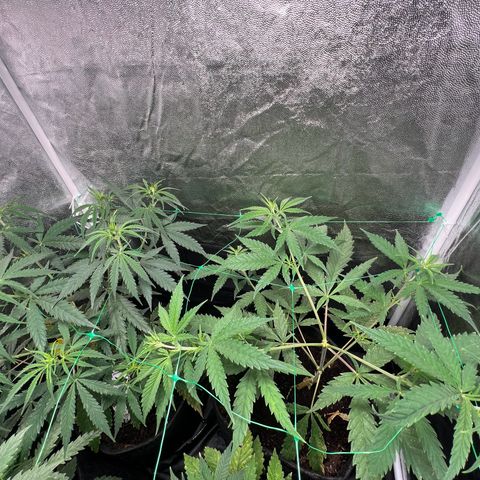 Gelato zamnesia growlog timeline photo