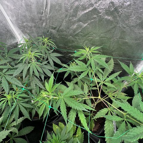 Gelato zamnesia growlog timeline photo