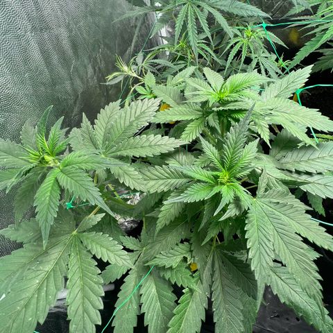 Sour diesel zamnesia  growlog timeline photo