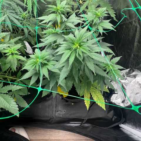 Runtz zamnesia  growlog timeline photo