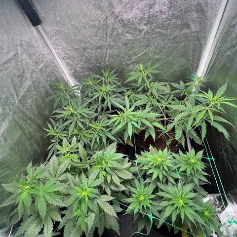 Sour diesel zamnesia  growlog timeline photo