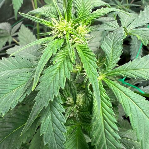 Sour diesel zamnesia  growlog timeline photo