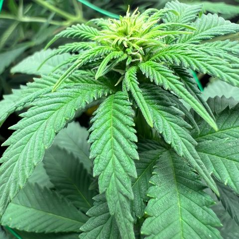 Runtz zamnesia  growlog timeline photo