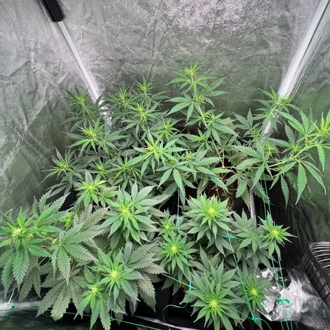 Sour diesel zamnesia  growlog timeline photo