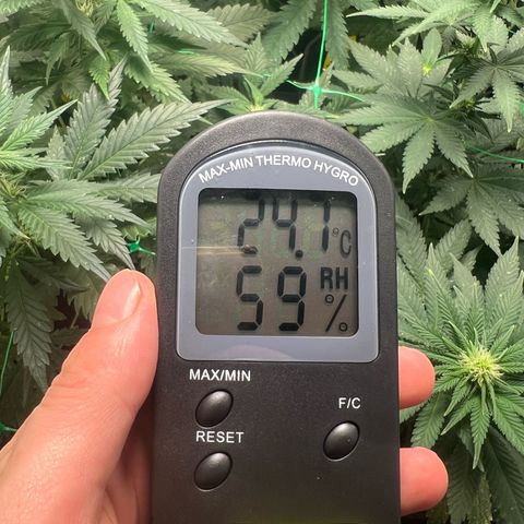 Sour diesel zamnesia  growlog timeline photo