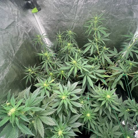 Sour diesel zamnesia  growlog timeline photo