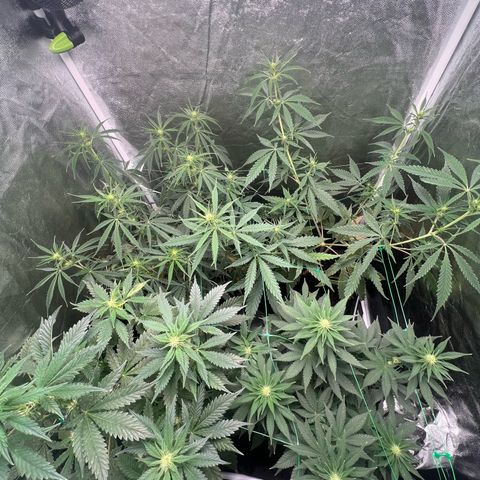 Sour diesel zamnesia  growlog timeline photo