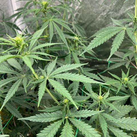 Gelato zamnesia growlog timeline photo