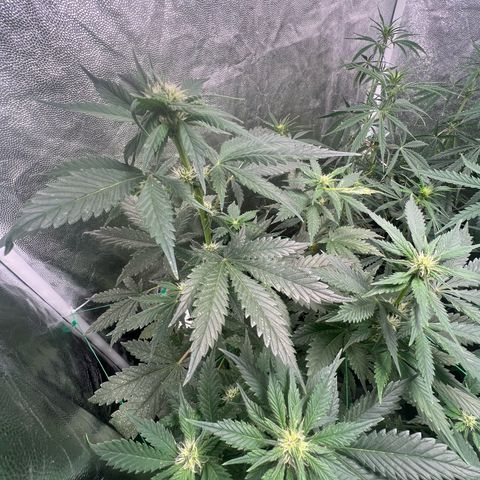 Sour diesel zamnesia  growlog timeline photo