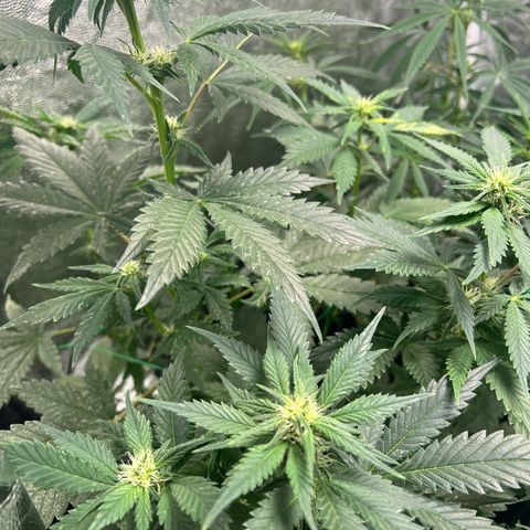 Sour diesel zamnesia  growlog timeline photo