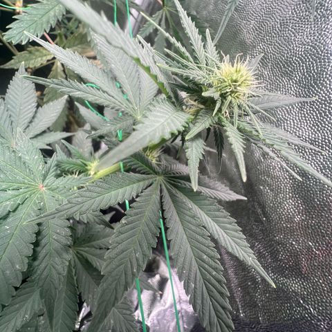 Runtz zamnesia  growlog timeline photo