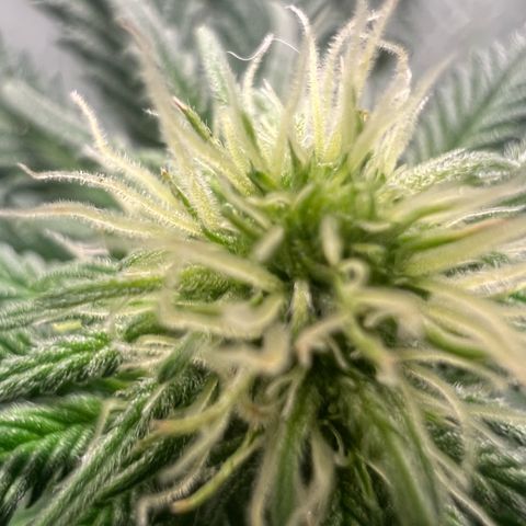 Runtz zamnesia  growlog timeline photo