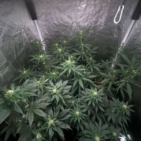 Sour diesel zamnesia  growlog timeline photo