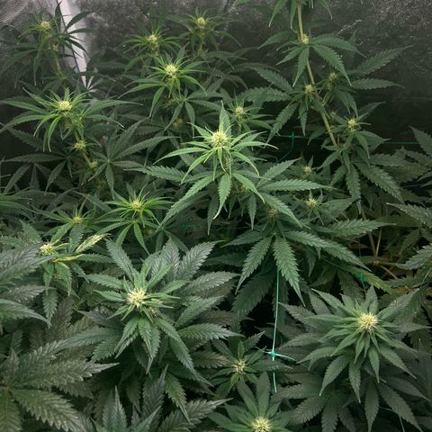 Sour diesel zamnesia  growlog timeline photo