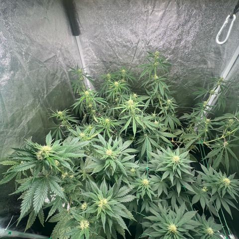 Sour diesel zamnesia  growlog timeline photo