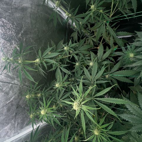 Gelato zamnesia growlog timeline photo