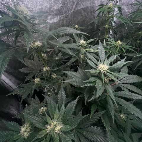 Sour diesel zamnesia  growlog timeline photo