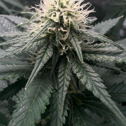 Runtz zamnesia  growlog timeline photo