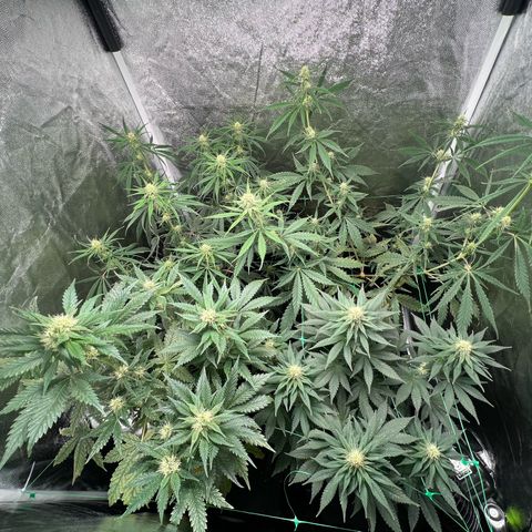 Sour diesel zamnesia  growlog timeline photo