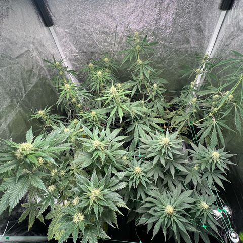 Sour diesel zamnesia  growlog timeline photo