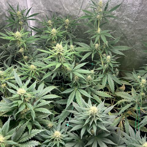 Sour diesel zamnesia  growlog timeline photo