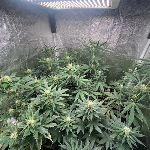 Sour diesel zamnesia  growlog timeline photo