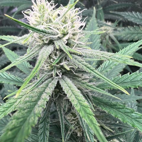 Gelato zamnesia growlog timeline photo