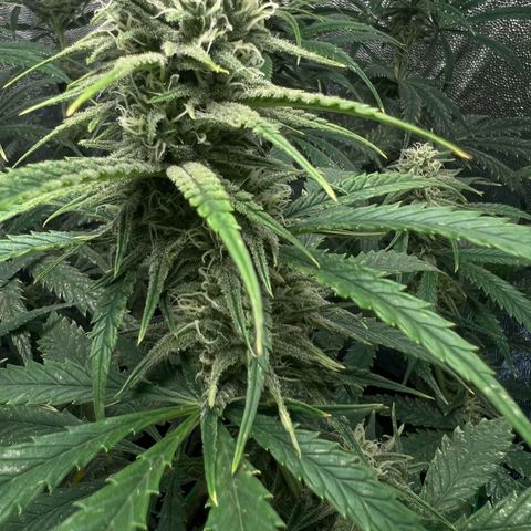 Gelato zamnesia growlog timeline photo