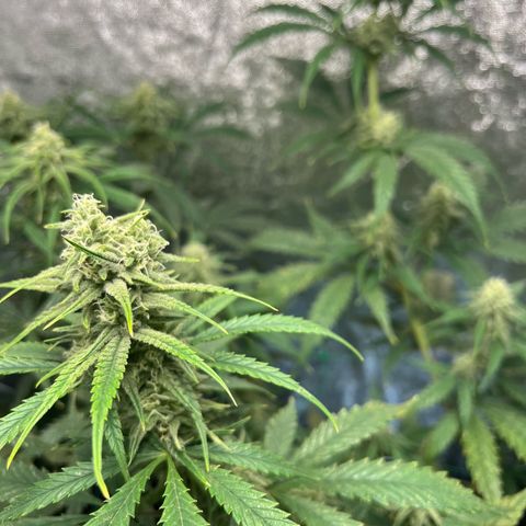 Gelato zamnesia growlog timeline photo