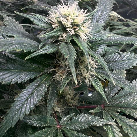 Sour diesel zamnesia  growlog timeline photo