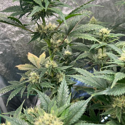 Sour diesel zamnesia  growlog timeline photo