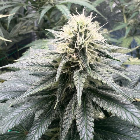 Runtz zamnesia  growlog timeline photo