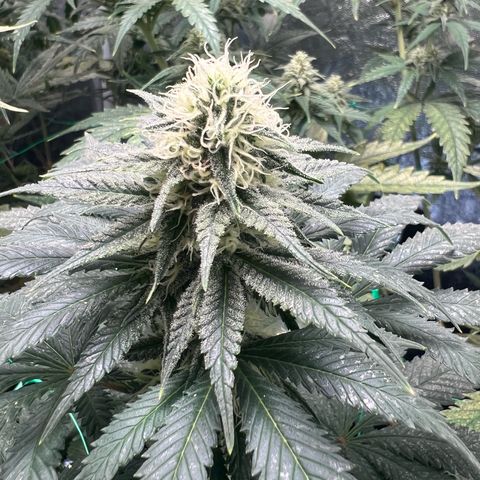 Runtz zamnesia  growlog timeline photo