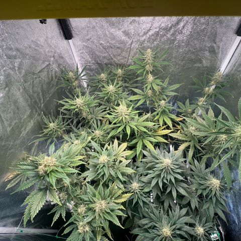 Sour diesel zamnesia  growlog timeline photo