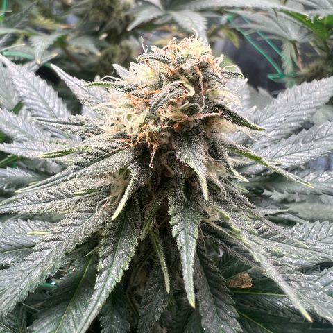 Runtz zamnesia  growlog timeline photo