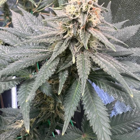 Runtz zamnesia  growlog timeline photo