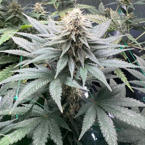 Runtz zamnesia  growlog timeline photo